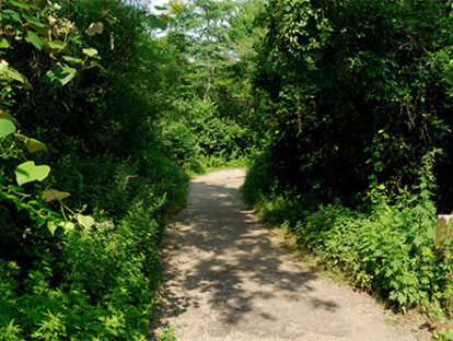 Kemptville Walking Path 1